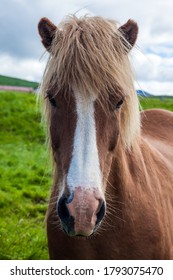 Portraits of fair-haired horse. Only one breed of horse lives in Iceland. Golden summer sunset in the Icelandic summer tundra. Icelandic horses are popular in Europe and North America