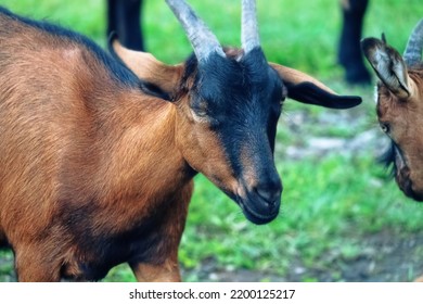 Portraits Of Goats (goat Muzzle), Small Ruminant