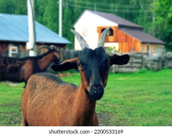 Portraits Of Goats (goat Muzzle), Small Ruminant