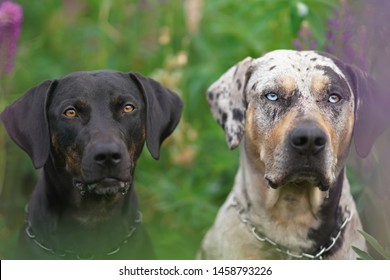 111 Catahoula hog dog Images, Stock Photos & Vectors | Shutterstock