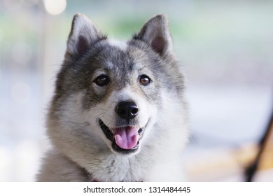 アラスカ州アラスカユーコン コユクク国勢調査区の犬写真素材 Shutterstock