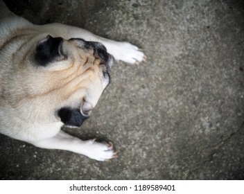 Portraits Photo Of A Lovely White Fat Cute Pug Dog Laying Flat On Concrete Garage Floor From Above Making Sad And Lonesome Face Under Warm Natural Sunlight, Shallow Depth Of Field, Blur Background