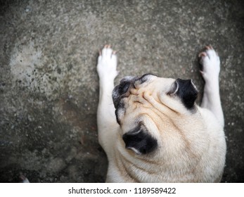 Portraits Photo Of A Lovely White Fat Cute Pug Dog Laying Flat On Concrete Garage Floor From Above Making Sad And Lonesome Face Under Warm Natural Sunlight, Shallow Depth Of Field, Blur Background