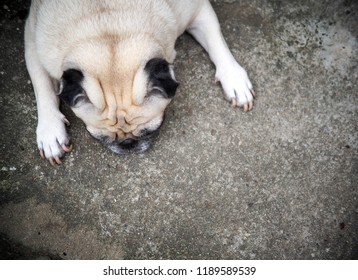 Portraits Photo Of A Lovely White Fat Cute Pug Dog Laying Flat On Concrete Garage Floor From Above Making Sad And Lonesome Face Under Warm Natural Sunlight, Shallow Depth Of Field, Blur Background