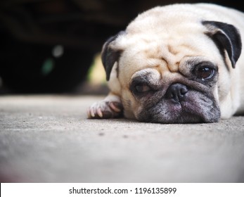 Portraits Photo Of A Lovely White Fat Cute Pug Dog Laying Flat On Concrete Garage Floor From Above Making Sad And Lonesome Face Under Warm Natural Sunlight, Shallow Depth Of Field, Blur Background