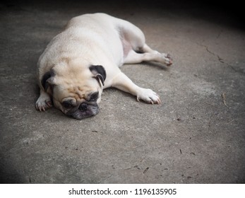 Portraits Photo Of A Lovely White Fat Cute Pug Dog Laying Flat On Concrete Garage Floor From Above Making Sad And Lonesome Face Under Warm Natural Sunlight, Shallow Depth Of Field, Blur Background