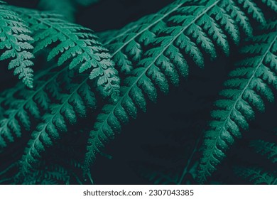 portraits of plants in nature, ferns that have unique and aesthetic leaves