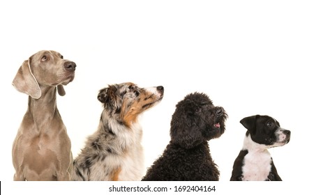 Portraits Of Various Breeds Of Dogs In A Row From Small To Large All Looking Up Isolated On A White Background