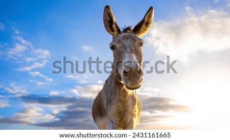 Portraiture of a elderley donkey in a field at sunset.