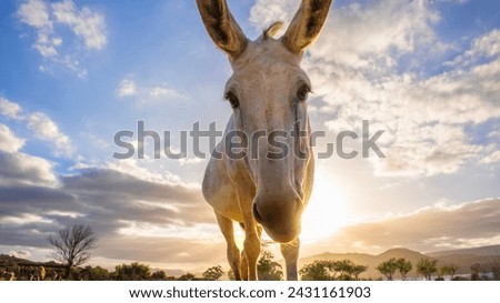 Portraiture of a elderley donkey in a field at sunset.