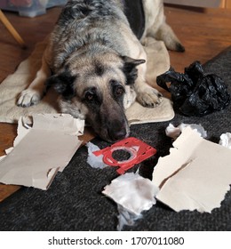 Portrart Of A Dog Looking Guilty, The Trash Tore Into Pieces In The Foreground