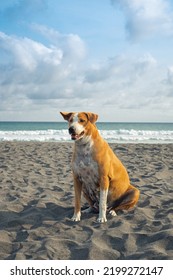 Portray of a dog enjoying her life on the beach before sunset. - Shutterstock ID 2199272147
