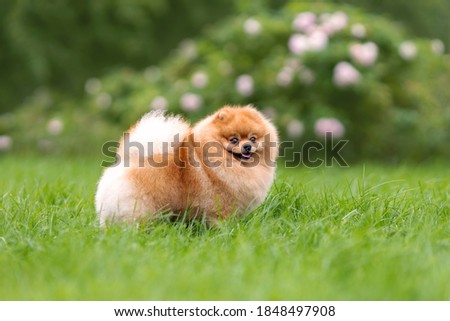 Portreit of cute small orange pomeranian spitz dog walking on green grass at nature. 