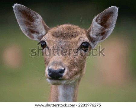 portreit deer (dama dama) on a beautiful blurred background