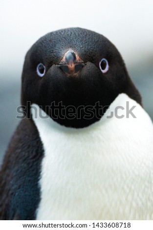 Portreits of Adeli pinguin in Antarctica