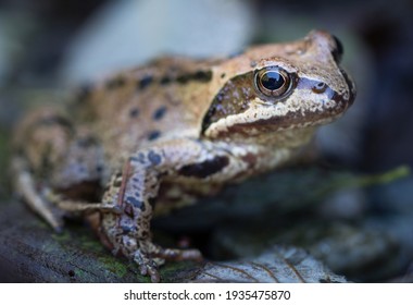 A Portret Of A Common Frog