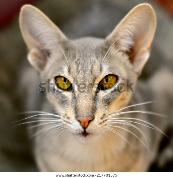 Portret Oriental Cat Oriental Shorthair Breed Stock Image