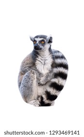 Portret of ring-tailed lemur on white background, front view