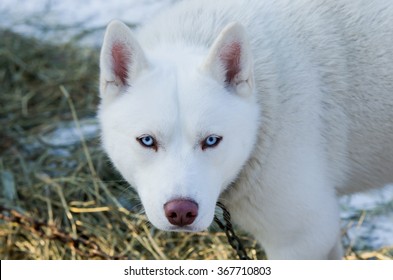 White Wolf Blue Eyes Images Stock Photos Vectors Shutterstock