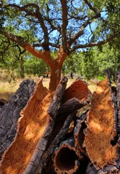 Portugal, Alentejo Region. Recently Harvested Cork Oak Bark Drying In The Sunshine. (unprocessed Cork) Natural, Sustainable Resource. Shallow Selective Focus. 