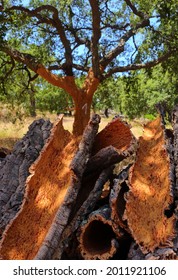 Portugal, Alentejo region. Recently harvested cork oak bark drying in the sunshine. (unprocessed cork) Natural, sustainable resource. Shallow selective focus. 