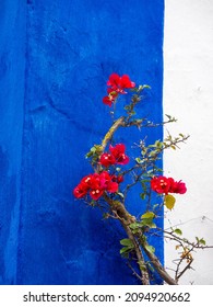 Portugal, Obidos. Red Bougainvillea Vine Against A Blue And White Wall.