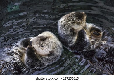 Portugal, sea otters
