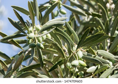 portugal young olive tree detail  - Shutterstock ID 1474709603