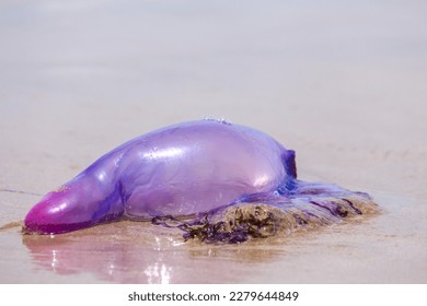 Portuguese Caravel (Physalia physalis) on beach sand, coast of Brazil Extremely dangerous jellyfish