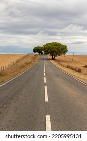 Portuguese EN2 Road, passing in the middle of the Alentejo plain, with a large green tree in the background. EN2 Road, Portugal - Shutterstock ID 2205995131