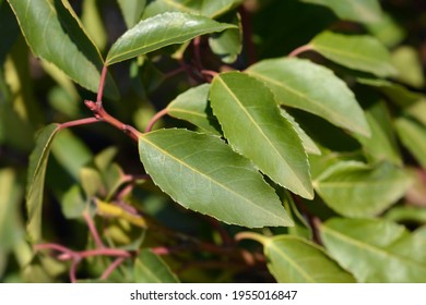 Portuguese Laurel Cherry leaves - Latin name - Prunus lusitanica Angustifolia - Shutterstock ID 1955016847
