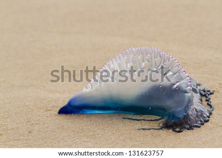 Portuguese Man O War Jellyfish on the beach of South padre, TX. Foto stock © 