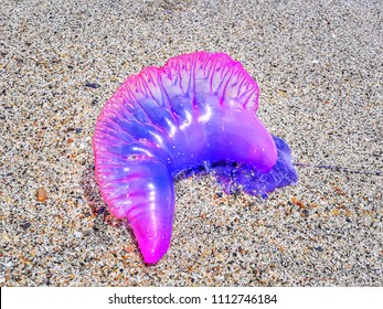 Portuguese Man O War On Beach, Colombia  2018