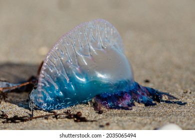 Portuguese Jellyfish Hd Stock Images Shutterstock