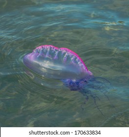 Portuguese Man O' War - Physalia Physalis