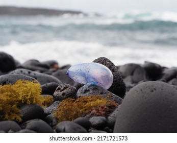 	
Portuguese Man O War (Physalia Physalis) Washed On Shore.	
