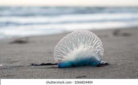 A Portuguese Man O' War Washed Ashore On The Beach Resembles A Seashell. 