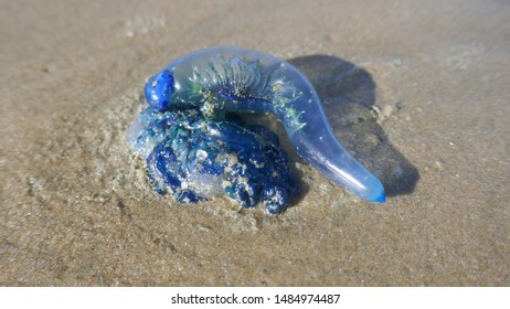 A Portuguese Man O War Washed Ashore