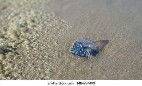 A Portuguese Man O War Washed Ashore