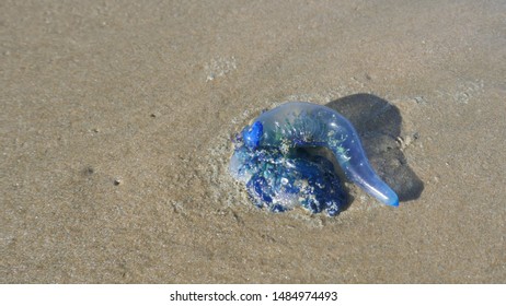 A Portuguese Man O War Washed Ashore