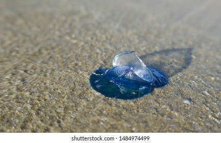 A Portuguese Man O War Washed Ashore