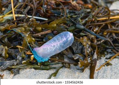 A Portuguese Man O' War Washed Ashore On A Cornish Beach