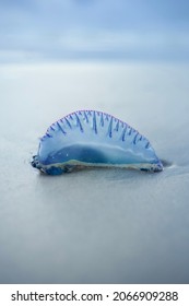 Portuguese Man O'war (bluebottle) Stinging Hydrozoa