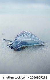 Portuguese Man O'war (bluebottle) Stinging Hydrozoa