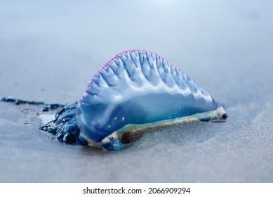 Portuguese Man O'war (bluebottle) Stinging Hydrozoa