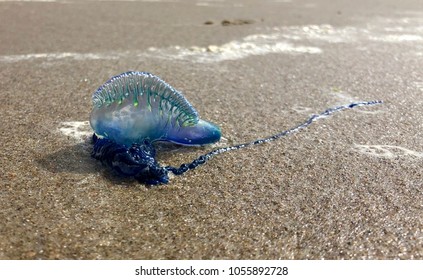 Portuguese Man Of War, Physalia  Physalis