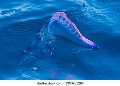 Physalia Images, Stock Photos & Vectors | Shutterstock