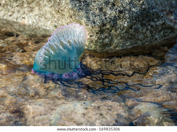 Portuguese Man-O-War\
Jellyfish