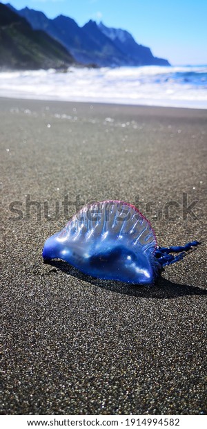 Portuguese\
man-o-war jellyfish on the black volcanic sand beach of Tenerife.\
Atlantic Ocean fauna. Canary Islands, Spain.\

