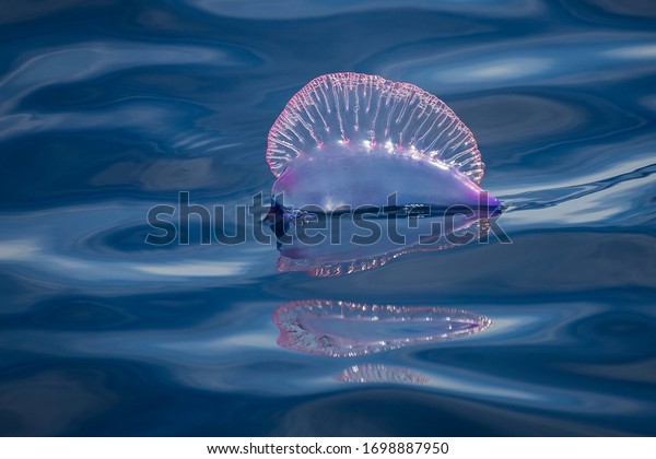 A\
portuguese man-o-war, Physalia, floatin motionless in the ocean\
surface. This siphonophore is a dangerouse marine animal, that can\
sting painfully to careless swimmers or\
divers.